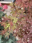 IMG_2503.jpeg