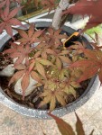 IMG_2505.jpeg