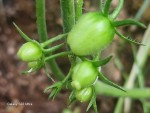 tomates cerises spontanées.jpg