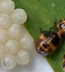 insecte.png