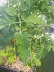 IMG_5662.jpeg