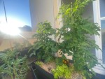 IMG_5663.jpeg