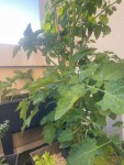 IMG_5664.jpeg
