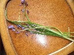 DSCF1126.JPG