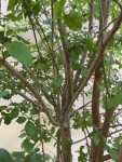 IMG_5154.jpeg