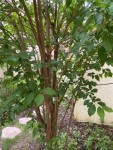 IMG_5158.jpeg