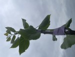 IMG_3686.jpeg