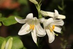 Fleurs lys 1a.jpg