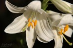 Fleurs lys 2a.jpg