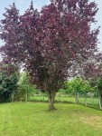 IMG_20250513_103159.jpg
