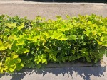 patate douce en bordure trottoir.jpg