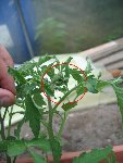 tete tomate.jpg