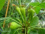 poire mi-mai.jpg