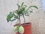 pepino 50 cm en fruits.jpg