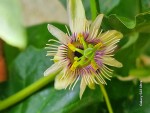 passif morofolia fleur mi-mai.jpg