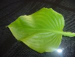 plante DSC03029.jpg