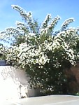 Jasmin2.jpg