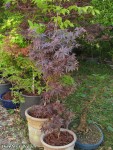 acerp-SkeetersBroom_250523a.jpg