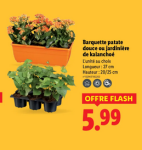 Screenshot 2025-05-24 at 08-42-17 Du 29_05 au 04_06 Les promos de la semaine - Lidl France - lidl.fr.png