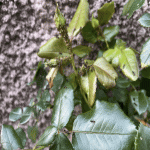 tempImageqBuEpj.gif