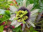 passif edulis flavi première fleur mi-mai.jpg