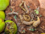 limaces pieges par fruit pourris.jpg
