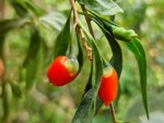 goji premiers fruits fin mai.jpg