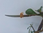 ADENIUM-gousse ficelée.jpg