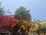 Bougainvilliers.jpg