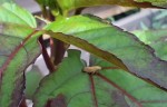 Insecte
