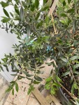 IMG_0868-compressed.jpeg