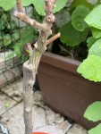 IMG_0871-compressed.jpeg