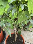 IMG_0872-compressed.jpeg