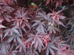 DSC07735.JPG