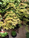 BeniMaiko052025.jpg