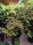 IMG_20250603_171602.jpg