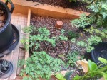 IMG_20250603_175733.jpg