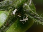 DSC_9747.JPG