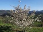 DSC07586.JPG