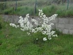 DSC07619.JPG