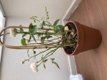 IMG_9837.jpeg