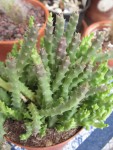 CACTUS5.jpg
