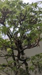 feuilles mortes.jpg