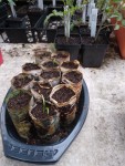 Carottes en pots.jpg