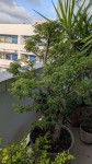Shshi vue d'ensemble.jpg