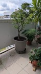 nouveau pot Shishi.jpg