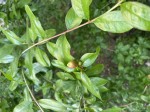 IMG_0906-compressed.jpeg