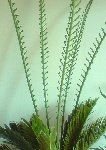 P250409_10.14.JPG