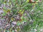 IMG_2626.jpg