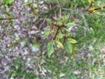 IMG_2627.jpg